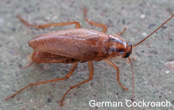 German_Cockroach_RID