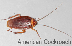 american_cockroach_RID