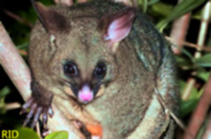 ballarat-possum-removal