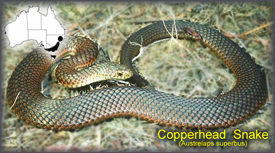 copperhead_snake