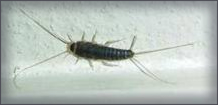 Silverfish Pest Control Ballarat