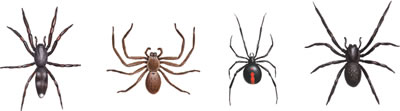 Spiders - White tail, Huntsman, Red back, Black house spider