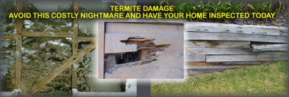 Termite Damage, Internal Wall, External Wall, Retaining Wall