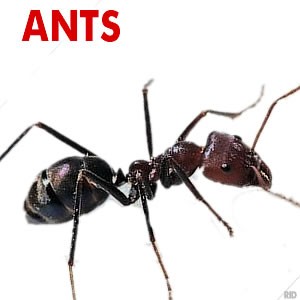 Ants Treated, Pest Control Services