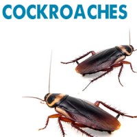 Cockroaches Infestations Eradicated, Treated, Ballarat