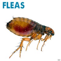 Fleas, Rental Property Flea Treatments, Ballarat