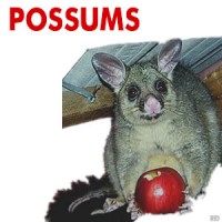 Possums in Ballarat, Removal, Pest Control