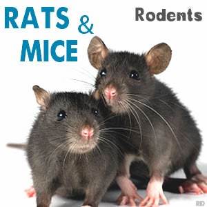 Rats, Mice, Rodents Control