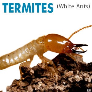 White Ants, Termites, Termite Treatment