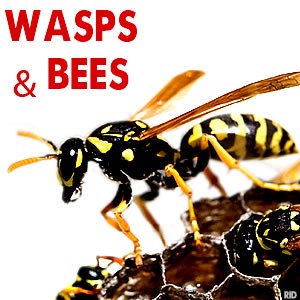 Wasps, Bees, Removed