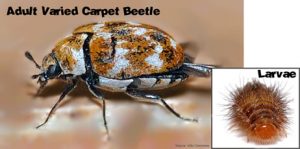 Varied Carpet Beetle & Larvae