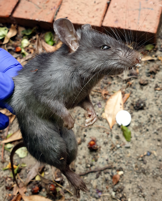 Roof Rat in Ballarat eradicated by RID Pest Control