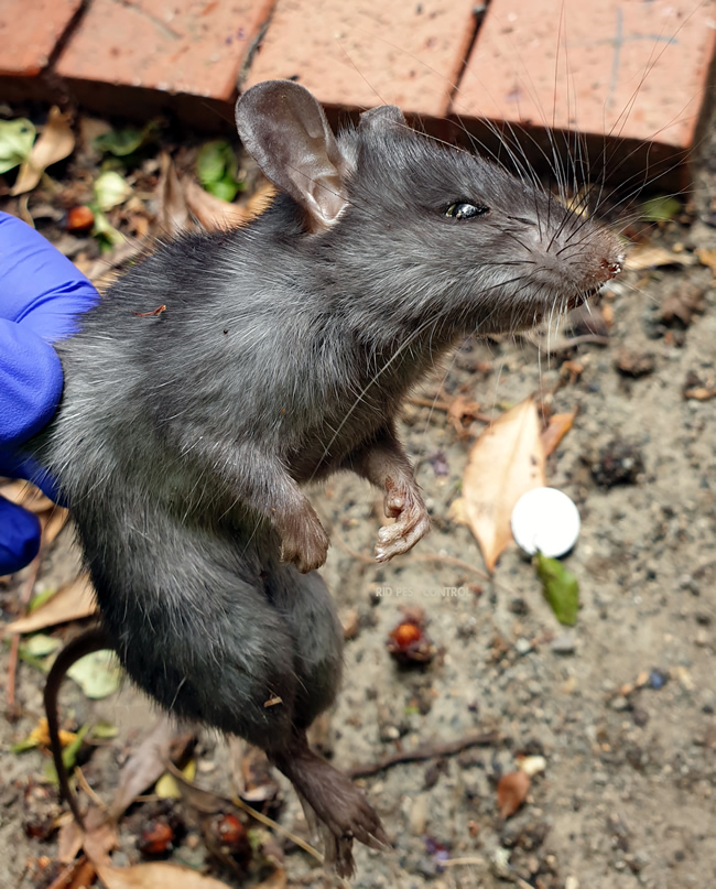 Roof Rat Control in Ballarat