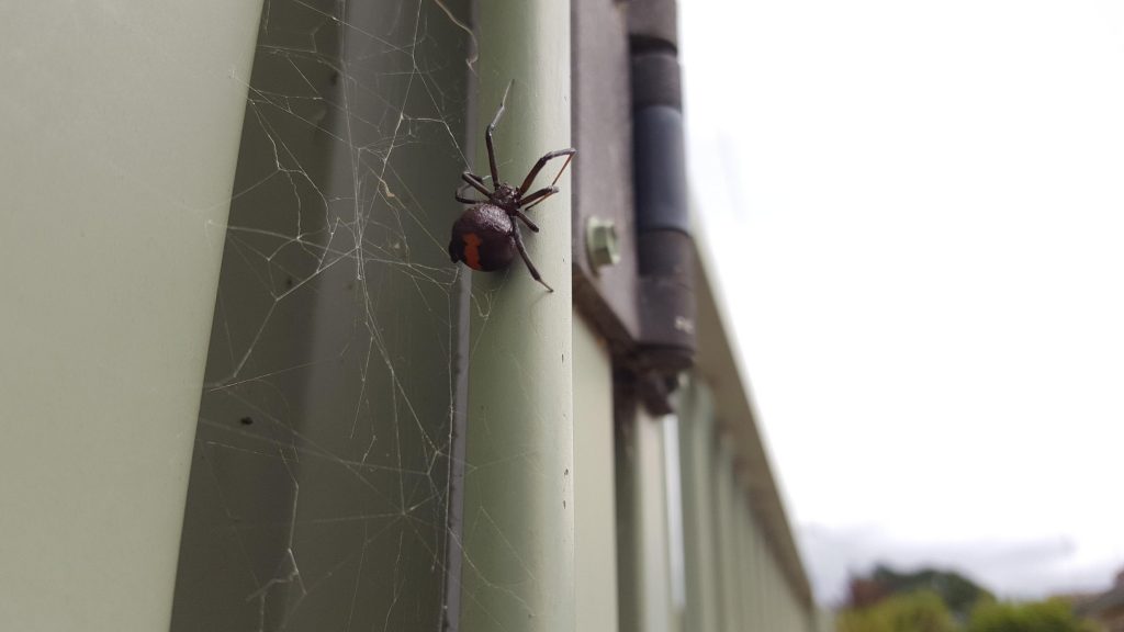 Red back spider in Ballarat in summer.