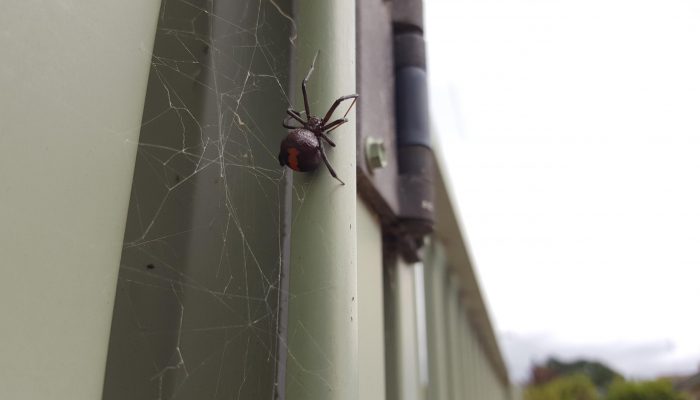 Red back spider in Ballarat in summer.