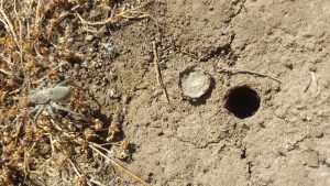 Can you spot a Wolf Spider? Ballarat Spider Control