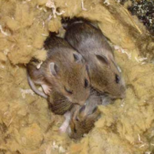 Rodents nesting in house roof. Rodent Control