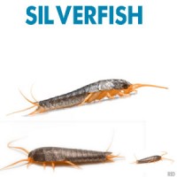 service-silverfish-rid