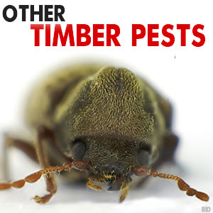 how to get rid of borer bees how to get rid of borer bees