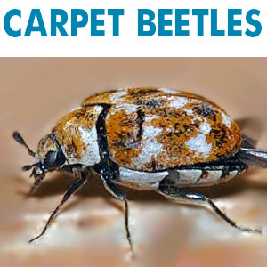 Carpet Beetles - RID Pest Control Ballarat