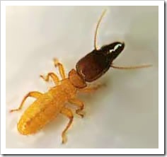 Australian Termite Close Up