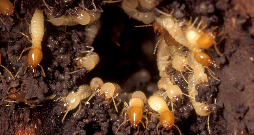 Active termite colony, workers